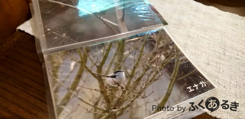 福岡県筑紫野市のカフェ萌香（もか）の敷地に訪れる野鳥たちのアルバム